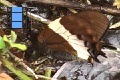 Scene 40_Papilio cacicus pumping water from abdomen